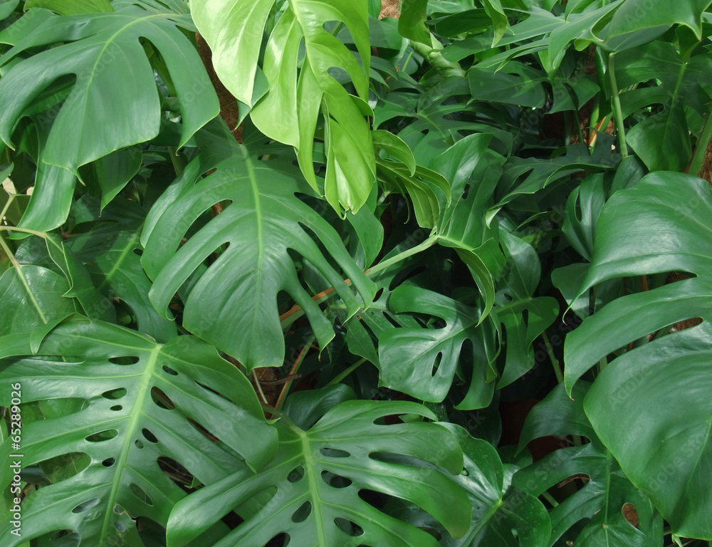 Obraz premium foliage plants