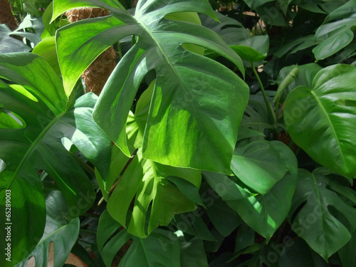 foliage plants