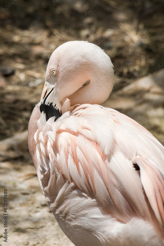 Obraz premium Portrait of red flamingo, close up