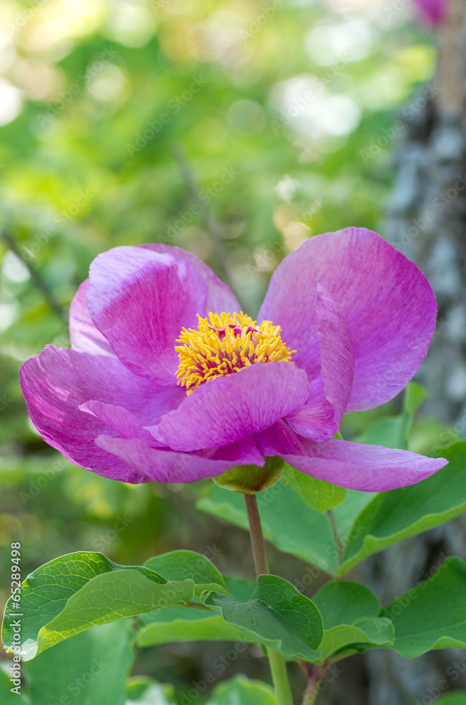 Obraz premium Blooming peony in the woods