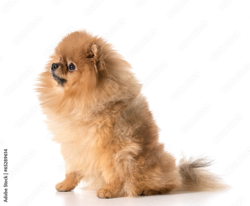 pomeranian pomeranian