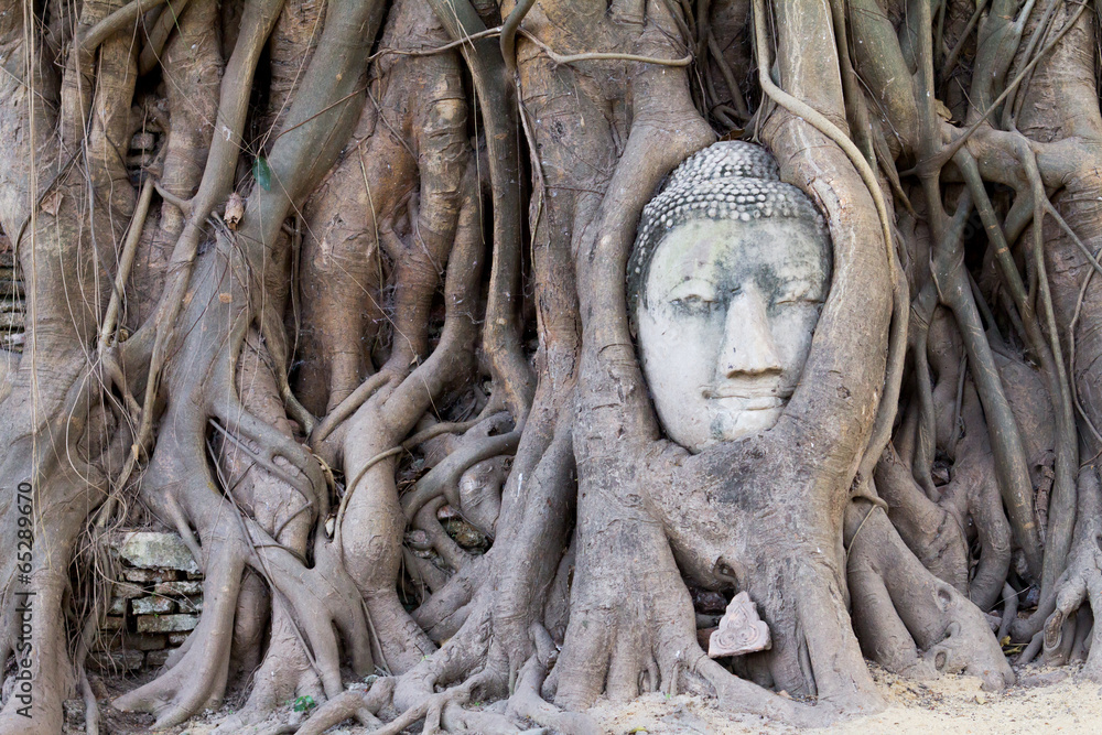 Stone budda head covered by the tree roots