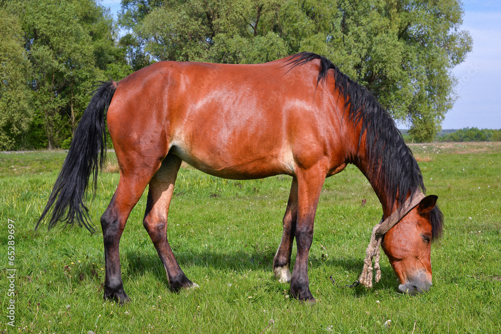 Horse on background of spring pasture