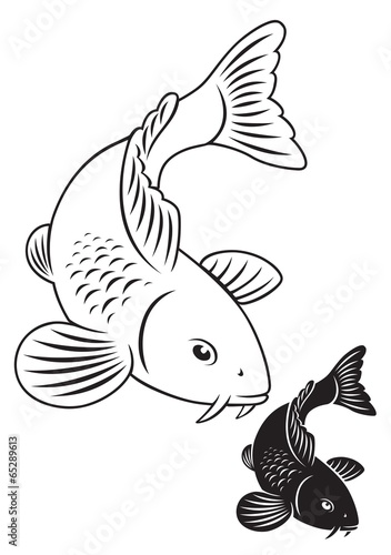 carp koi
