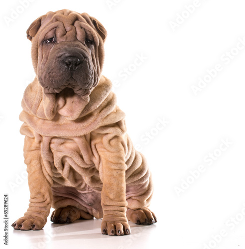 Fotografie chinese shar pei