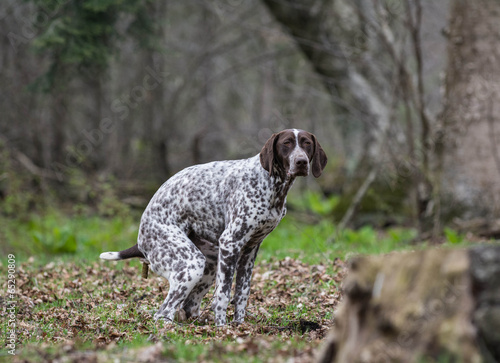 Fototapeta Naklejka Na Ścianę i Meble -  dog pooping
