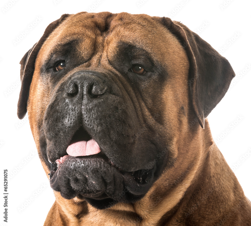 bullmastiff portrait