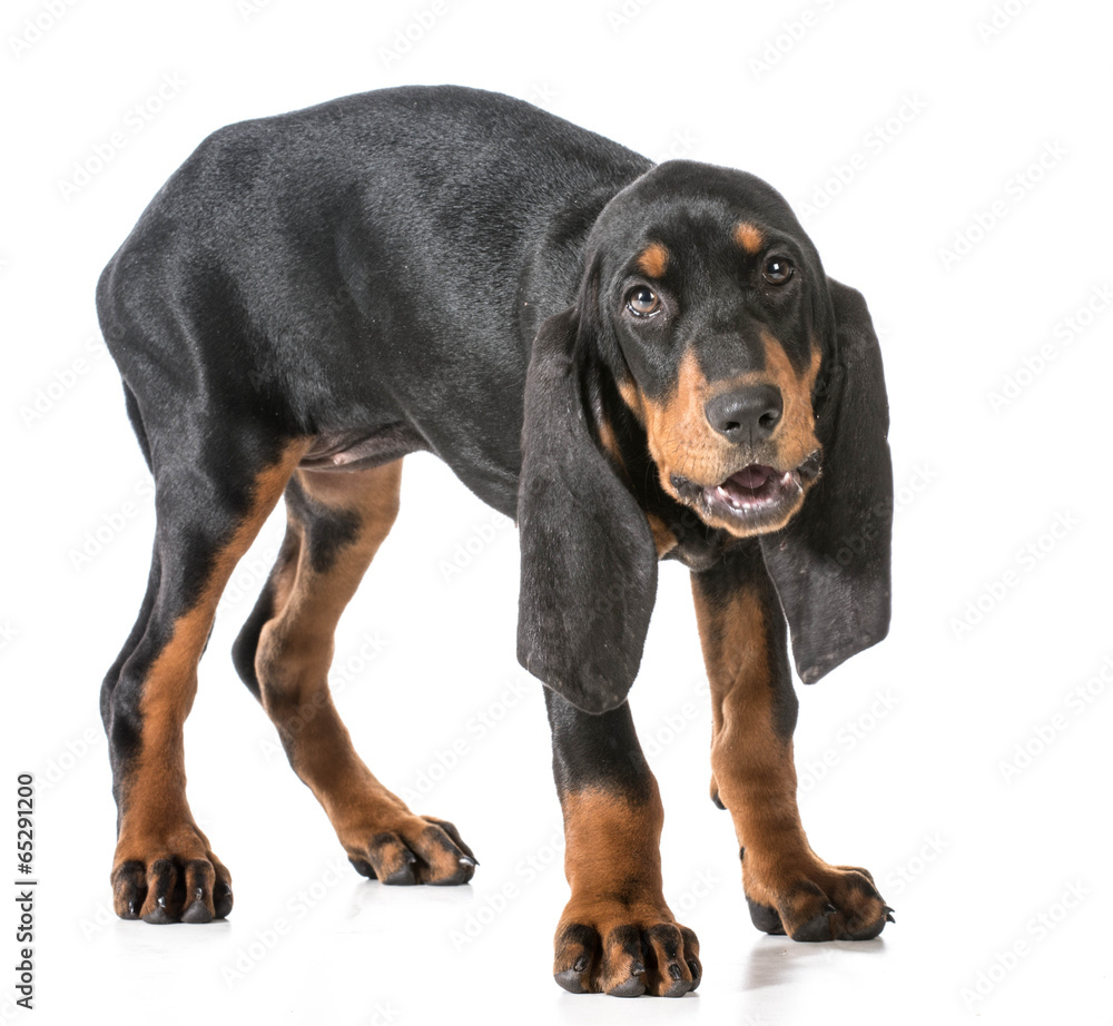 Obraz premium black and tan coonhound