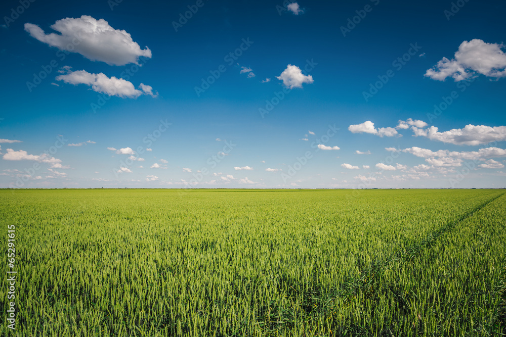 Wheat field against blue sky with white clouds