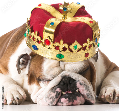 Ταπετσαρία dog wearing crown