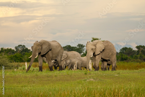 Elefantenherde vor Abendhimmel