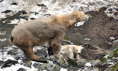 polar bear and cub in winter photo