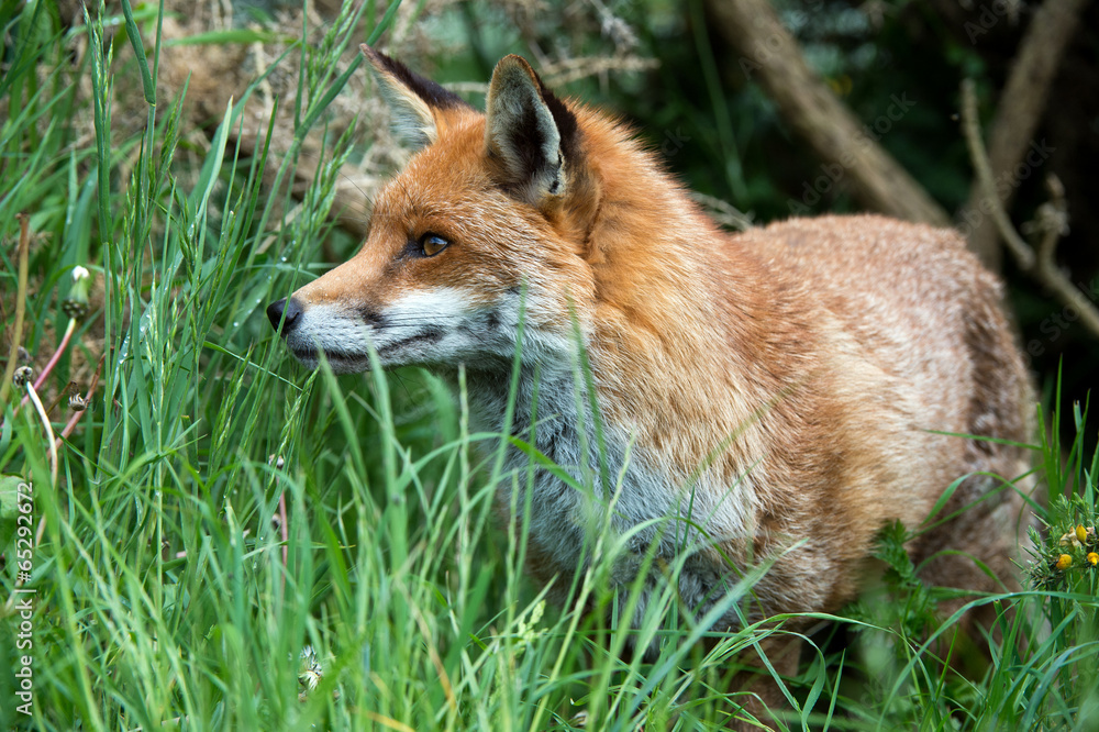 Fox Fox