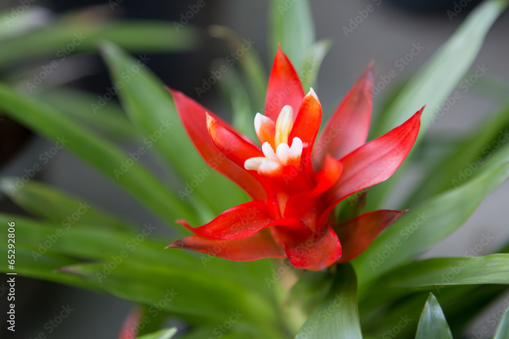 Obraz premium Red Bromeliads