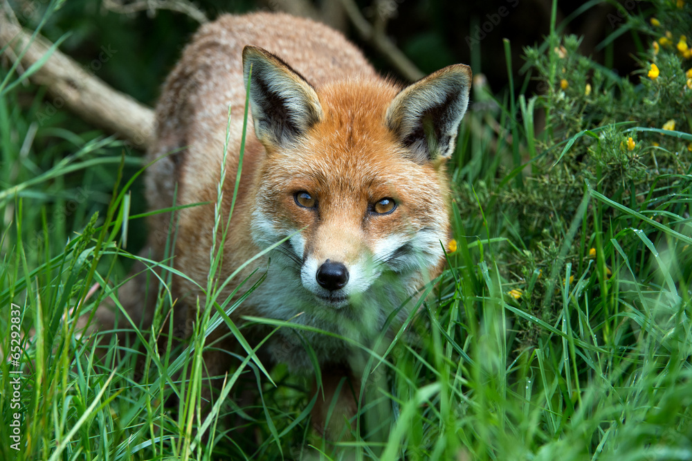 Fox Fox