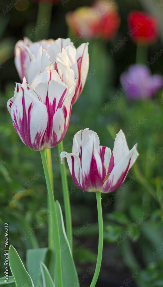 Fototapeta premium Tulips