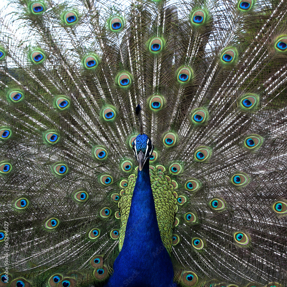 Obraz premium peacock