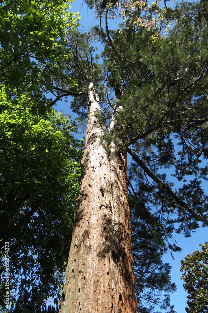 Fototapeta premium Dordogne - Séquoia