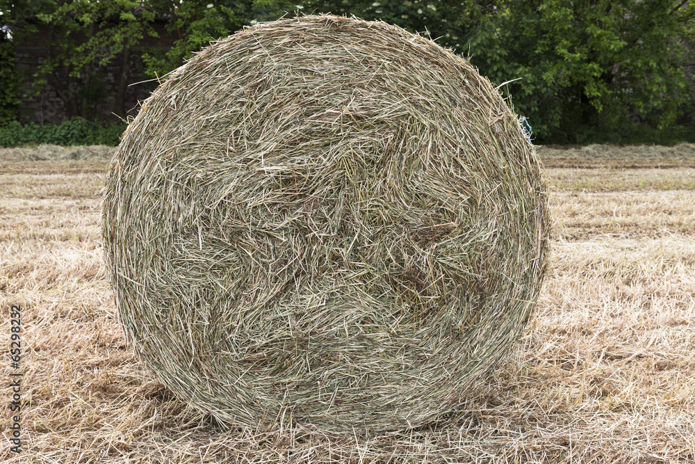 bales of hay in the field bales of hay in the field