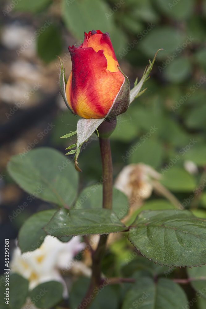 roses in the garden roses in the garden