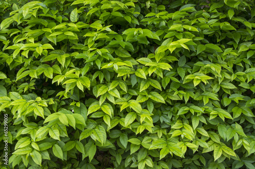 Green leaves pattern on bush