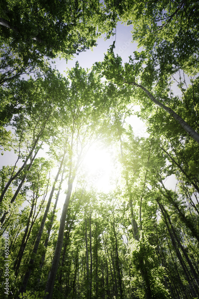 Obraz premium Sun light between the trees