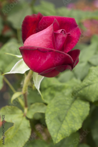 roses in the garden