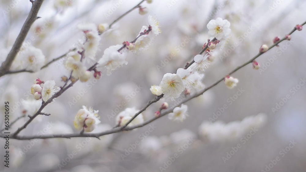 White Plum Flowers,in Showa Kinen Park,Tokyo,Japan White Plum Flowers,in Showa Kinen Park,Tokyo,Japan