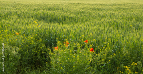 field