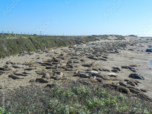 Elephant seals colony