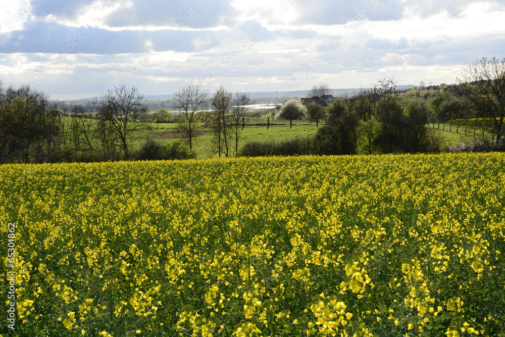 Field painted the color of rape