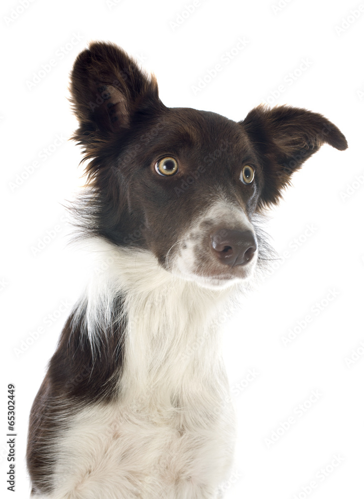 border collie