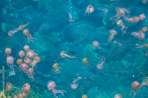 Group of pink jellyfish under crystalline sea