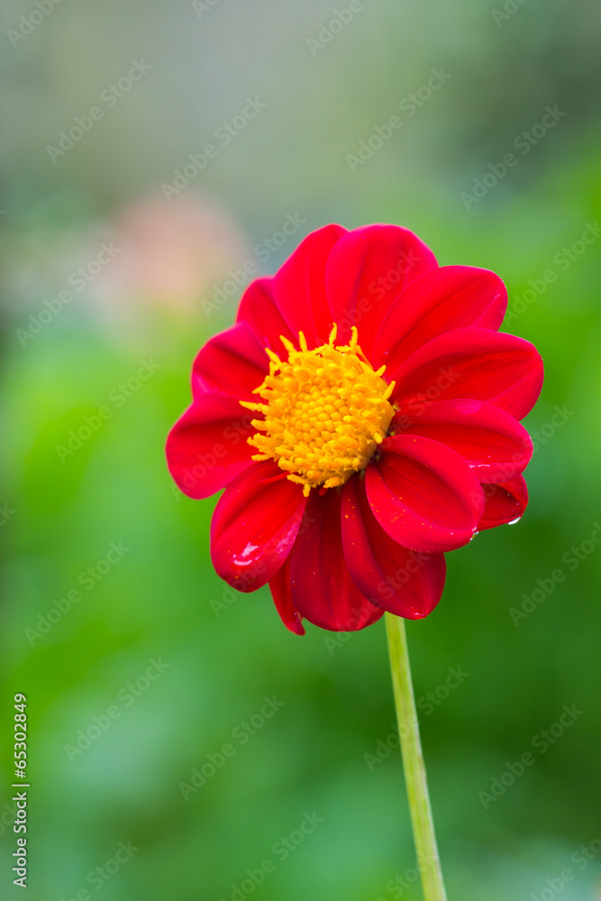 Red Dahlia Red Dahlia