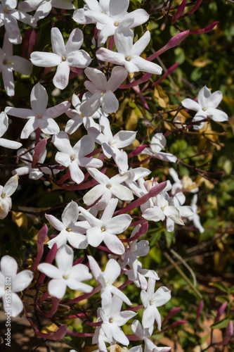 White pink Jasmine flowers bush