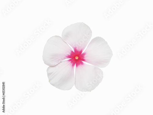 periwinkle flower isolated