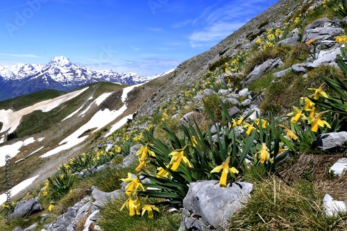 Jonquilles en montagne photo