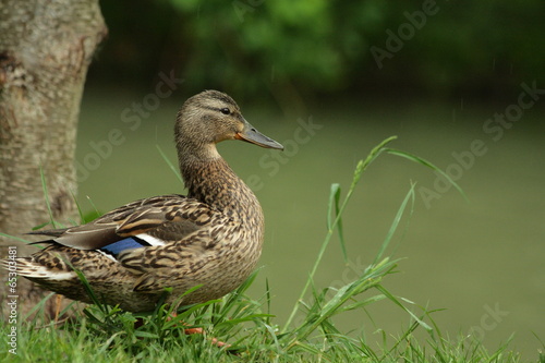 Canard colvert (Anas platyrhynchos) © arenysam