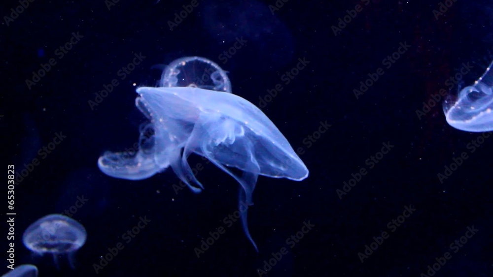 Bioluminescent Jellyfish Bioluminescent Jellyfish