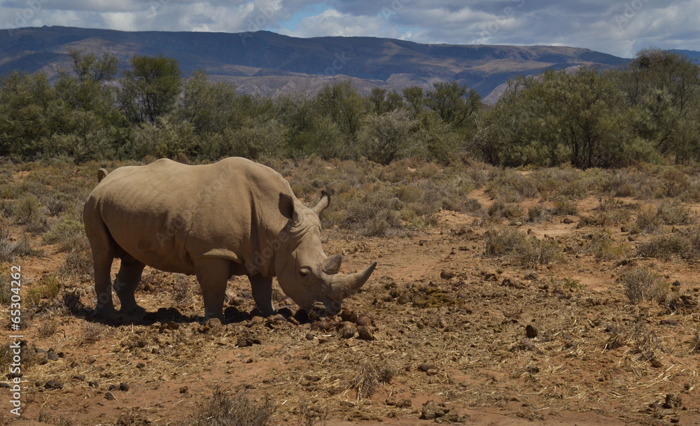 Obraz premium Rhino eating grass, African Savanna, Inverdoorn Game Reserve