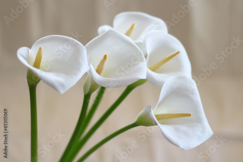 Groups of Calla flowers