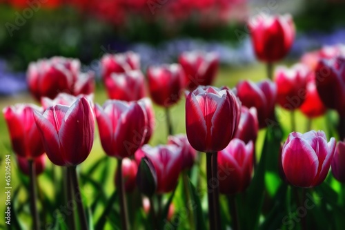Rote Tulpen