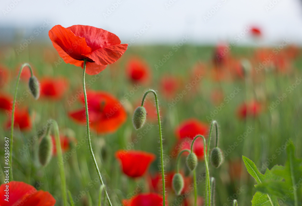 Obraz premium Corn poppy flowers against sunlight