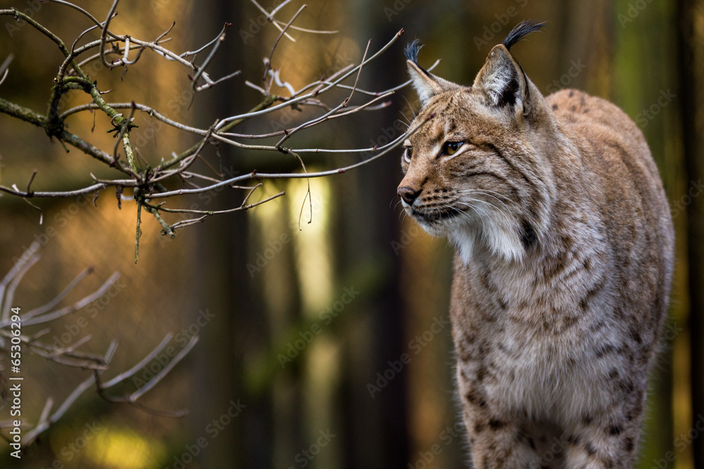 Obraz premium Close-up portrait of an Eurasian Lynx in forest (Lynx lynx)