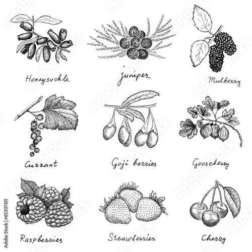 berries set