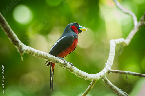 Black-and-red Broadbill on the branch in nature photo