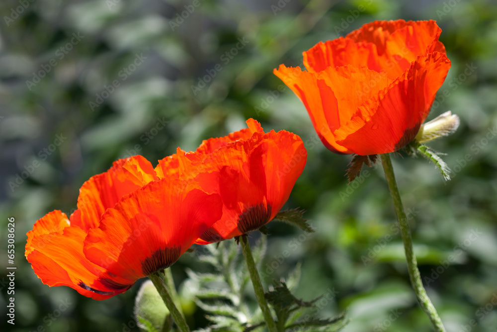 red poppy flowers in the garden red poppy flowers in the garden