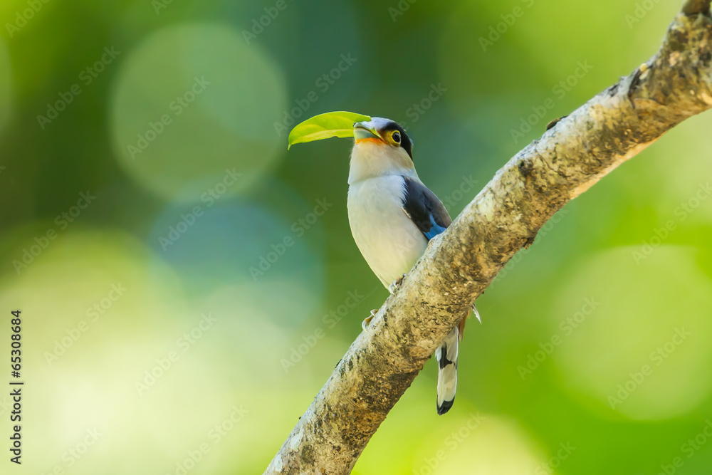 Silver-breasted Broadbill (Serilophus lunatus) with leaf Silver-breasted Broadbill (Serilophus lunatus) with leaf