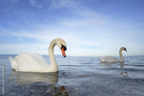 Fototapeta Naklejka Na Ścianę i Meble -  Mute swan (Cygnus olor) swimming in blue water.