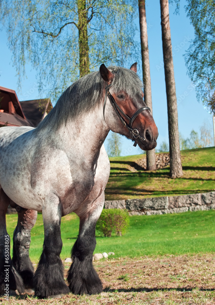 Belgian draught stallion.